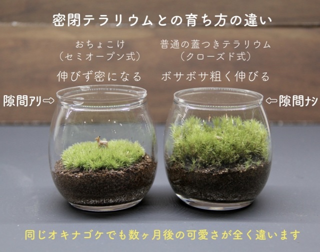 鹿 おちょこけ 苔の販売専門店モスファーム