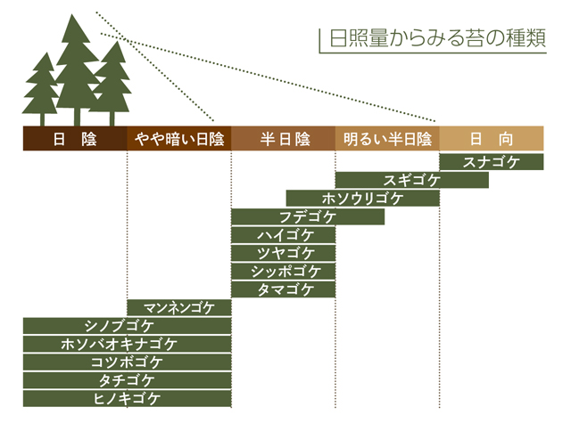 庭園苔の育て方