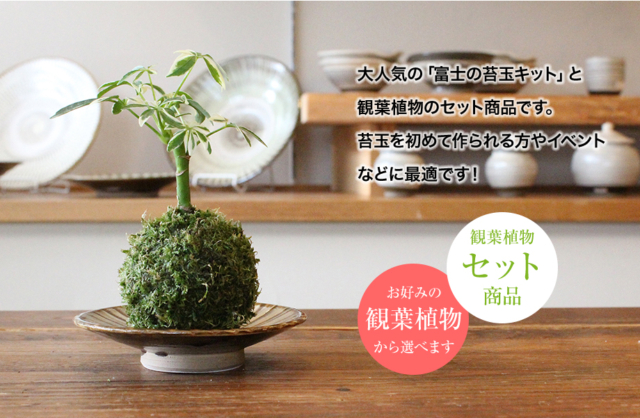 限定セット商品 富士の苔玉キット ハイゴケ 観葉植物セット 苔の販売専門店モスファーム