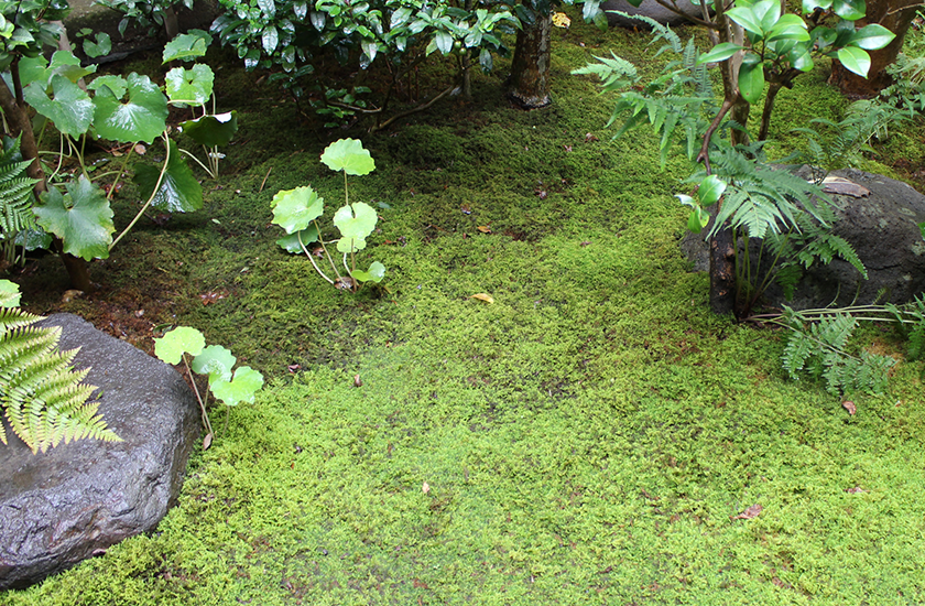 ハイゴケ中トレー(庭園用)(340×510mm) | 苔の販売専門店モスファーム