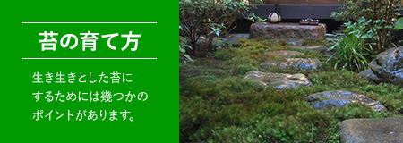 けと土 2ｌ 苔の販売専門店モスファーム