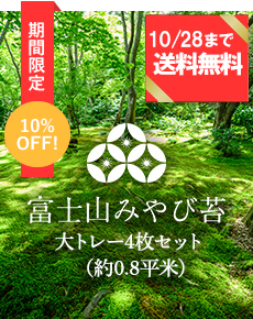 富士山みやび苔大トレー4枚セット