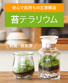 苔玉キット（シノブゴケ） | 苔の販売専門店モスファーム