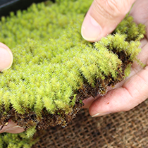 苔のよくある質問