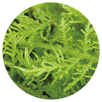 庭園苔の育て方