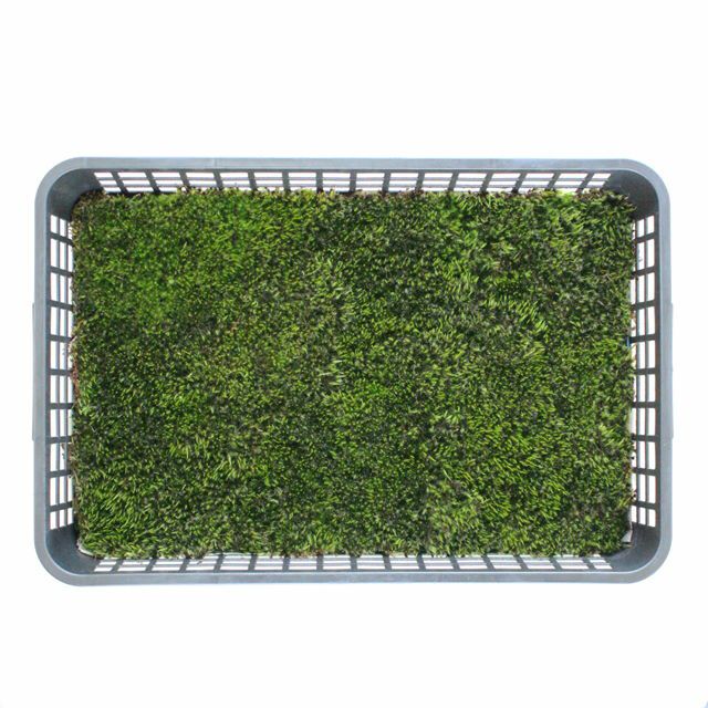 中トレーシリーズ 苔の販売専門店モスファーム