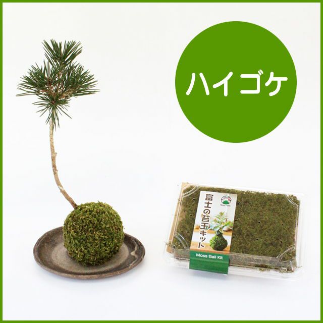 苔玉キット（ハイゴケ） | 苔の販売専門店モスファーム