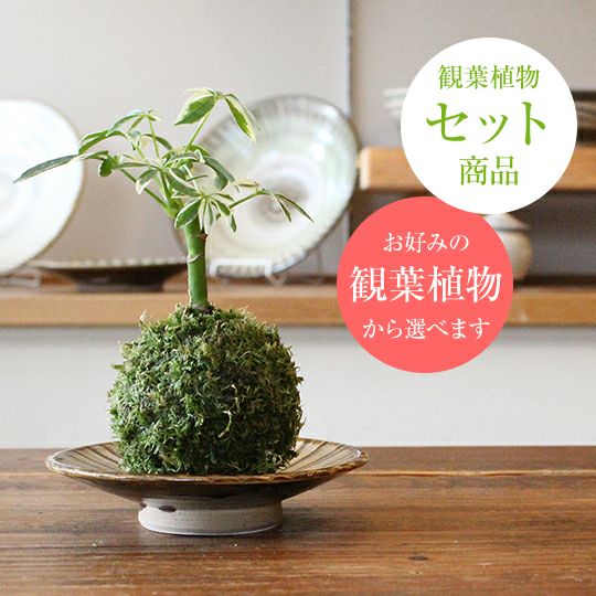 限定セット商品】富士の苔玉キット(ハイゴケ)＋観葉植物セット | 苔の