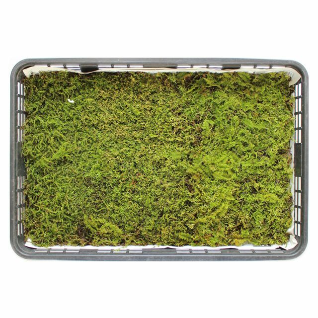 庭園苔トレーシリーズ 苔の販売専門店モスファーム