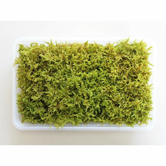 ハイゴケ　10枚セット ハイゴケミニパック（M1）(222×143mm) | 苔の販売専門店モスファーム