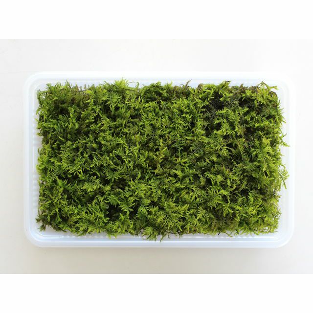 シノブゴケミニパック（M1）(222×143mm) | 苔の販売専門店モスファーム