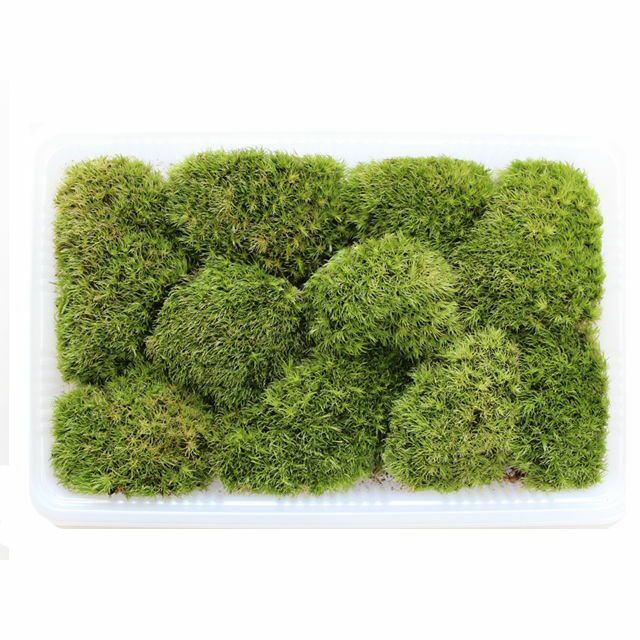 充実の品 000000000097-01-l.jpg?t= 苔玉・苔