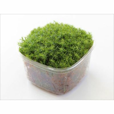 天然スギ苔 naosan専用 - 植物/観葉植物