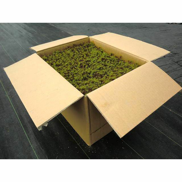 送料無料】杉苔並品8枚入り×6箱セット（約4.8平米） | 苔の販売専門店