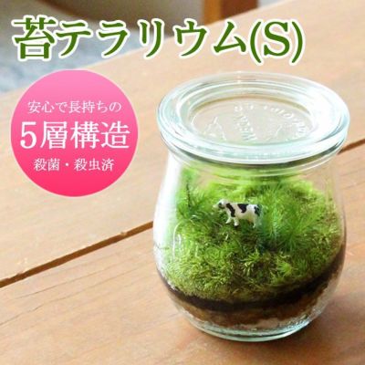 苔テラリウム ｓ 苔の販売専門店モスファーム