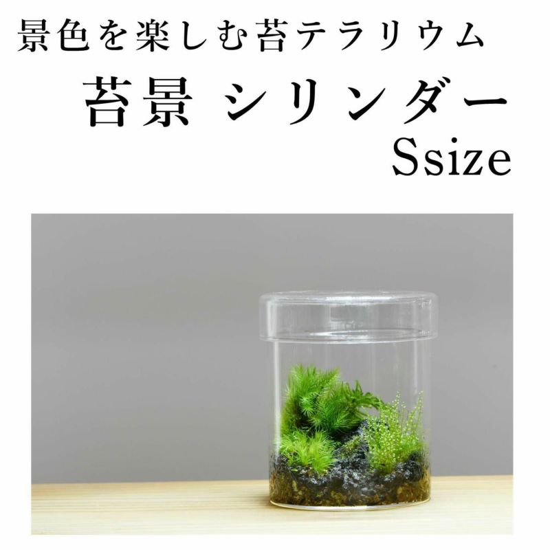 苔景シリンダーS | 苔の販売専門店モスファーム