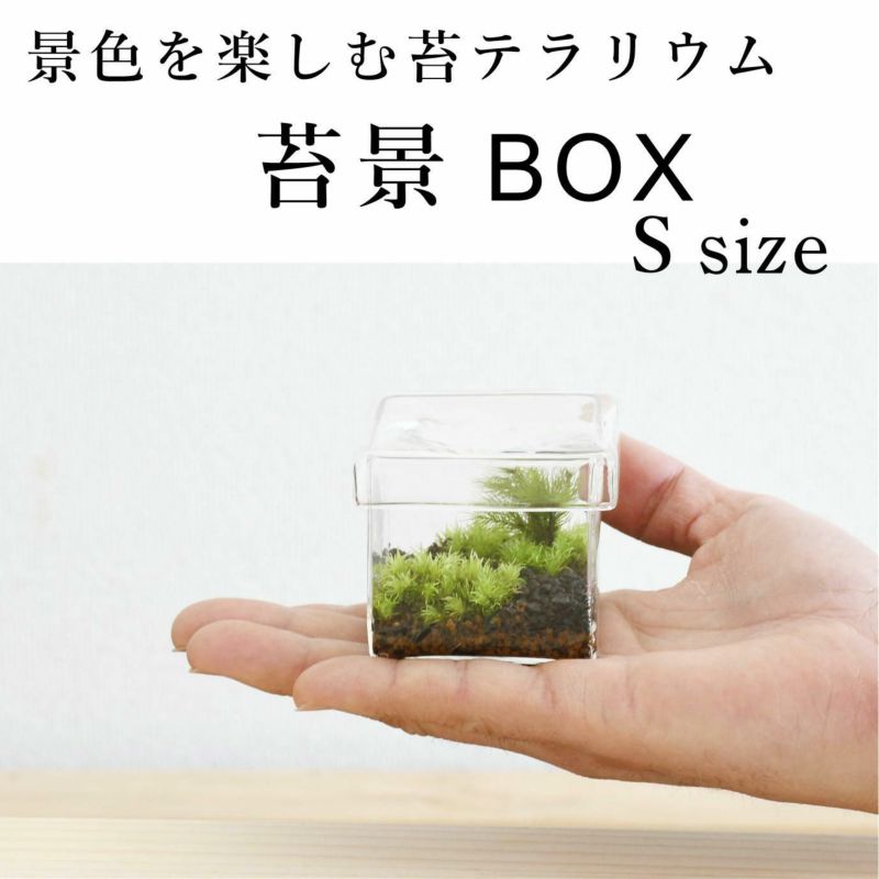 苔景box S 苔の販売専門店モスファーム