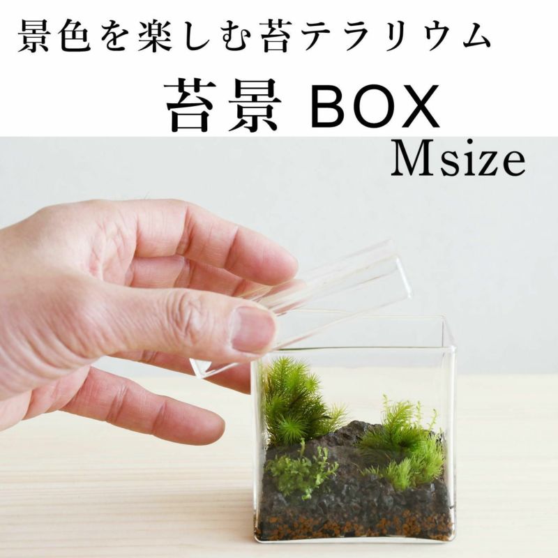 苔景BOX　M | 苔の販売専門店モスファーム