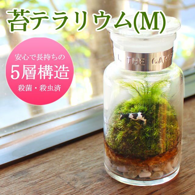 苔テラリウム M 苔の販売専門店モスファーム