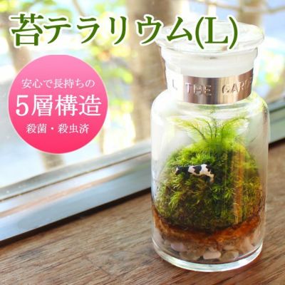 苔テラリウム M 苔の販売専門店モスファーム