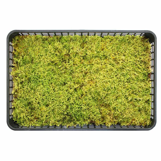 天然苔 最上質 ホソバオキナゴケ 2トレー 超特大半トレー せせこましい