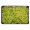 ハイゴケ　10トレー コケ（苔）：ハイゴケ（這苔）55cm×36cmトレー入り の通販