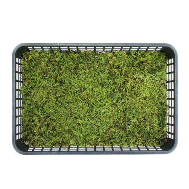 【期間限定10%OFF】ハイゴケ中トレー(庭園用)(340×510mm) | 苔の販売専門店モスファーム