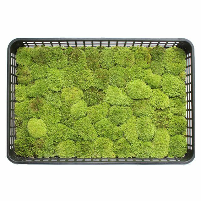 ホソバオキナゴケ中トレー(庭園用)(340×510mm) | 苔の販売専門店モスファーム