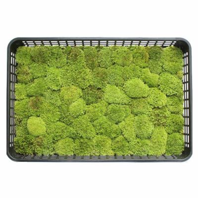 日陰で生育する苔 | 苔の販売専門店モスファーム