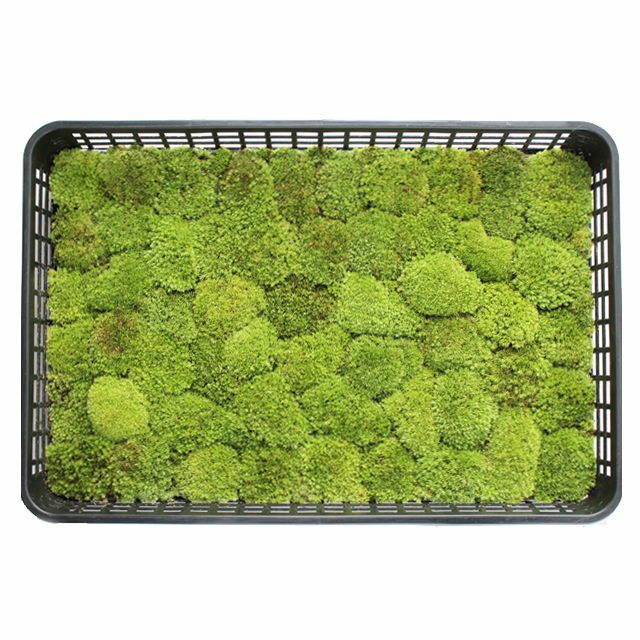 中トレーシリーズ | 苔の販売専門店モスファーム