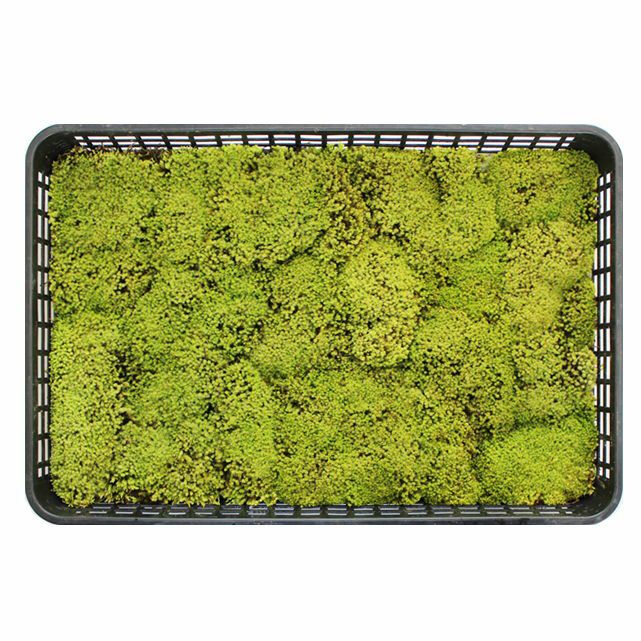 スナゴケ大トレー(390×580mm) | 苔の販売専門店モスファーム