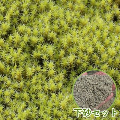 庭園苔トレーシリーズ | 苔の販売専門店モスファーム