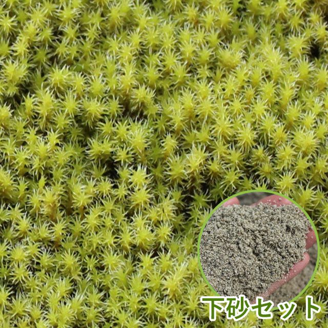 スナゴケ 約1平米セット(庭園用) | 苔の販売専門店モスファーム