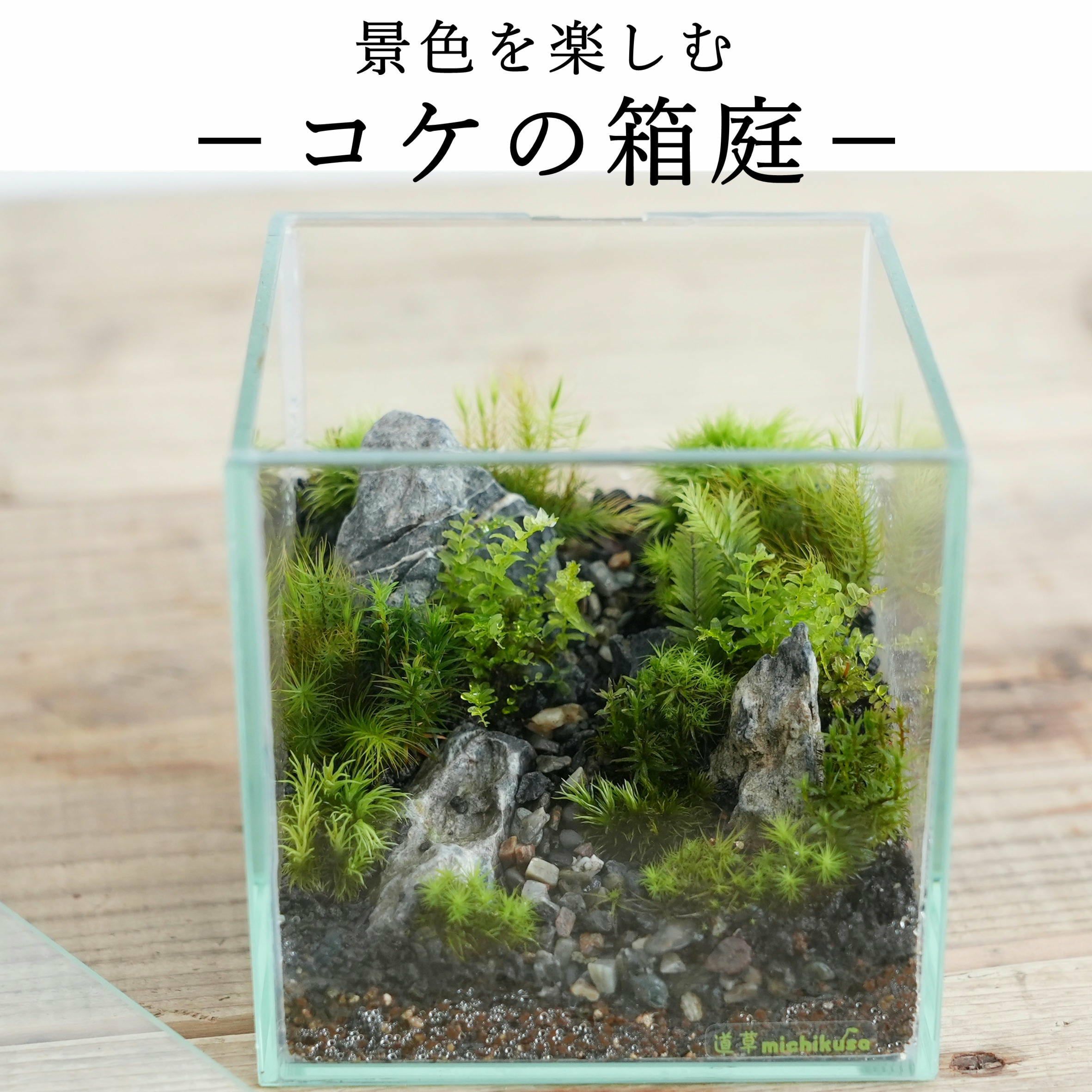 苔商品 楽天市場】【苔テラリウム用 化粧砂 カラーソイル5種 】苔テラリウム用