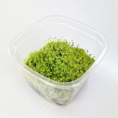 タマゴケ中トレー(340×510mm) | 苔の販売専門店モスファーム