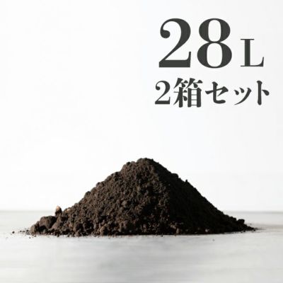 ハイゴケ　10トレー 苔日光｜苔の販売専門店、良い品質の苔を格安でお届け