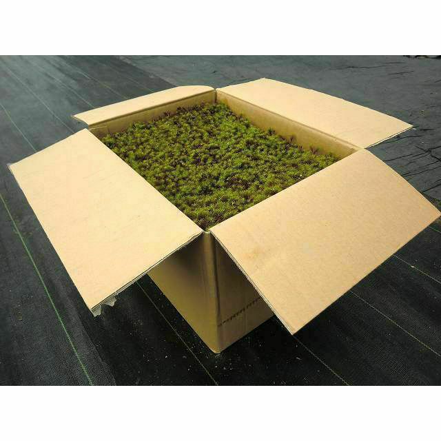 送料無料】杉苔並品8枚入り×6箱セット（約4.8平米） | 苔の販売専門店