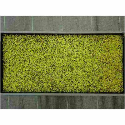 スナゴケ | 苔の販売専門店モスファーム
